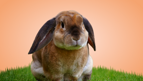 Keeping it Clean: Understanding and Managing Your Rabbit's Toilet Habits