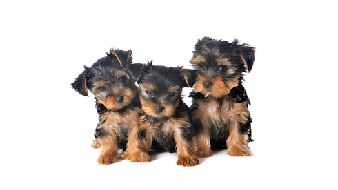 Three young Yorkie puppies sitting together. Jayybrayy Yorkies NSW — quality Yorkshire Terrier breeding and breed information in Sydney, Australia.