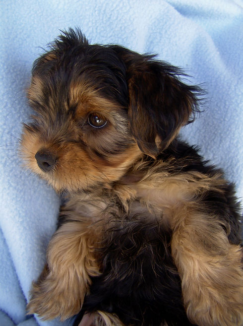 A beautiful close-up of a Yorkshire Terrier puppy with classic black and tan markings and bright eyes. This portrait highlights the high quality of the Yorkie breed featured at Jayybrayy Yorkies NSW