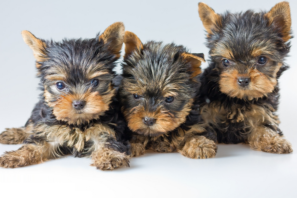 Three adorable Yorkshire Terrier puppies sitting side-by-side against a clean, light grey background.