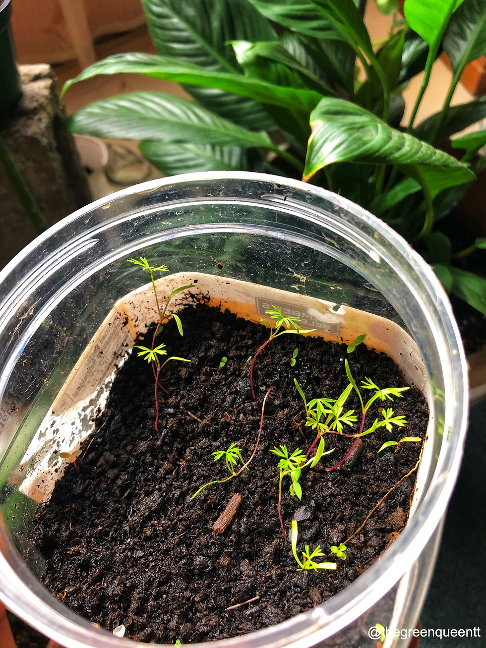 “Oh my fur and whiskers! I'm late, I'm late, I'm late!”