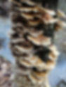 2009-12-31 14.41.34.jpg