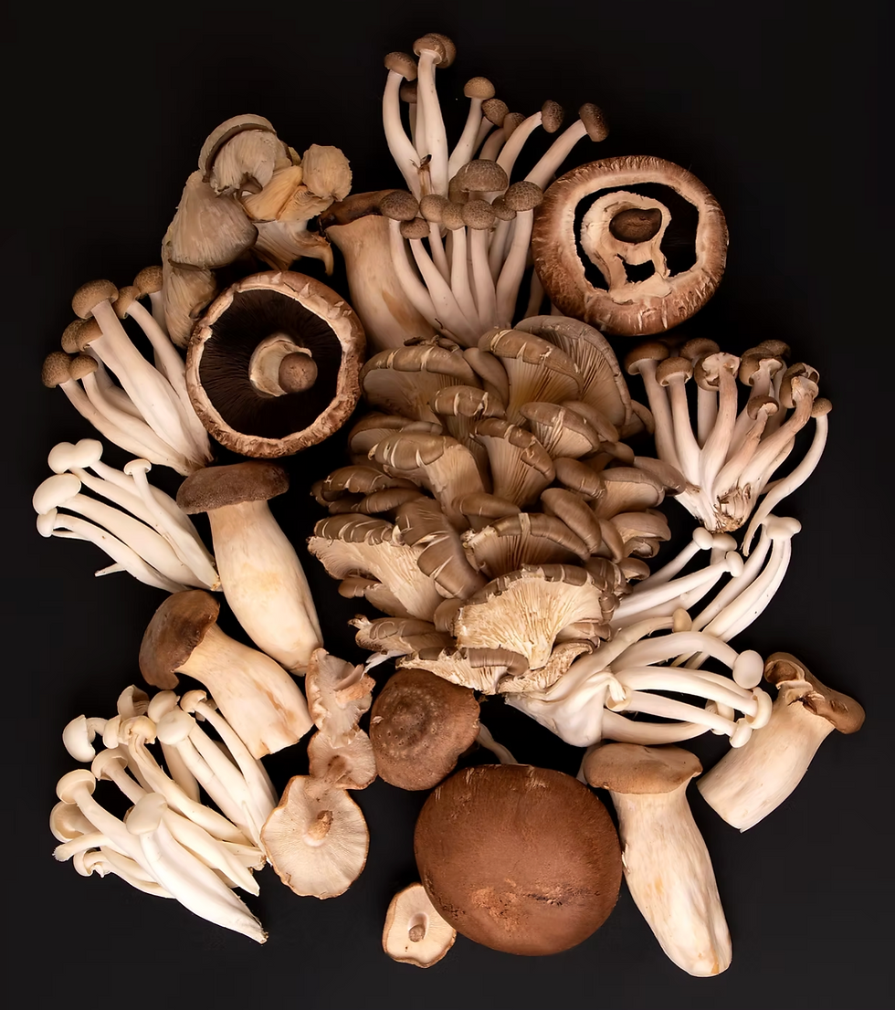 Screenshot 2026-03-29 at 9.08.02 PM.png