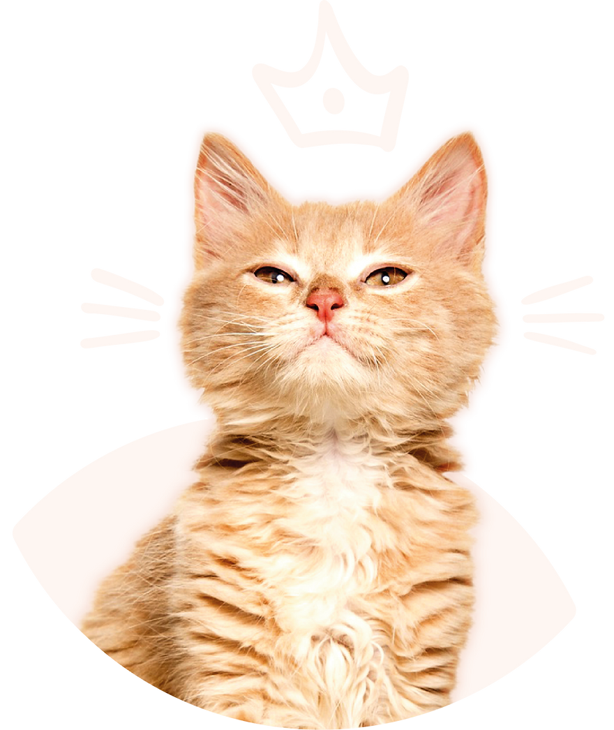 chat-illu-homepage.png