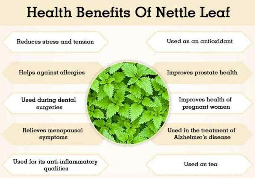 Thumbnail: Stinging Nettle leaf  Capsules 1000mg, Orgainic, Vegan, Natural