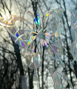Rainbow Butterfly