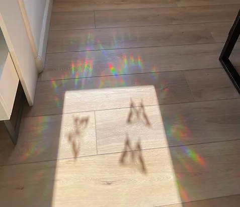 Rainbow Butterfly Reflections