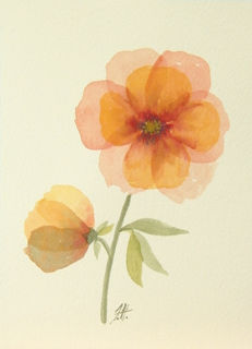 Orange Flower.jpg