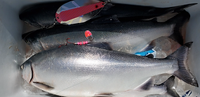 Stump Lake kokanee.heic