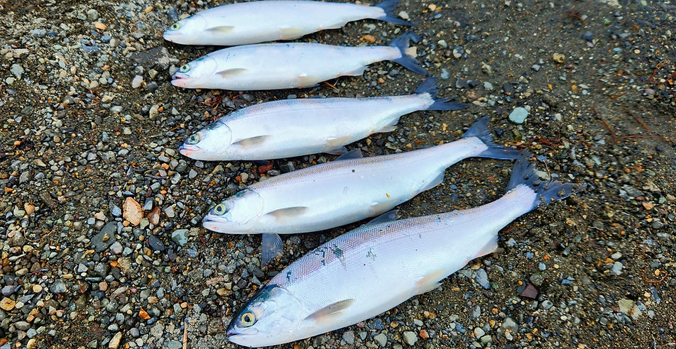 kokanee limit.jpg