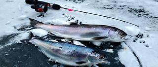 Monte Lake kokanee.jpg