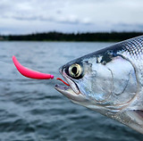 big kokanee.jpg