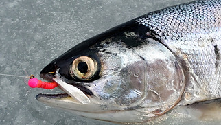 Ice fishing Kamloops.jpg