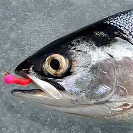 best saltwater pier fishing pole The Best Saltwater Fishing Rods: An Angler's Guide for 2026