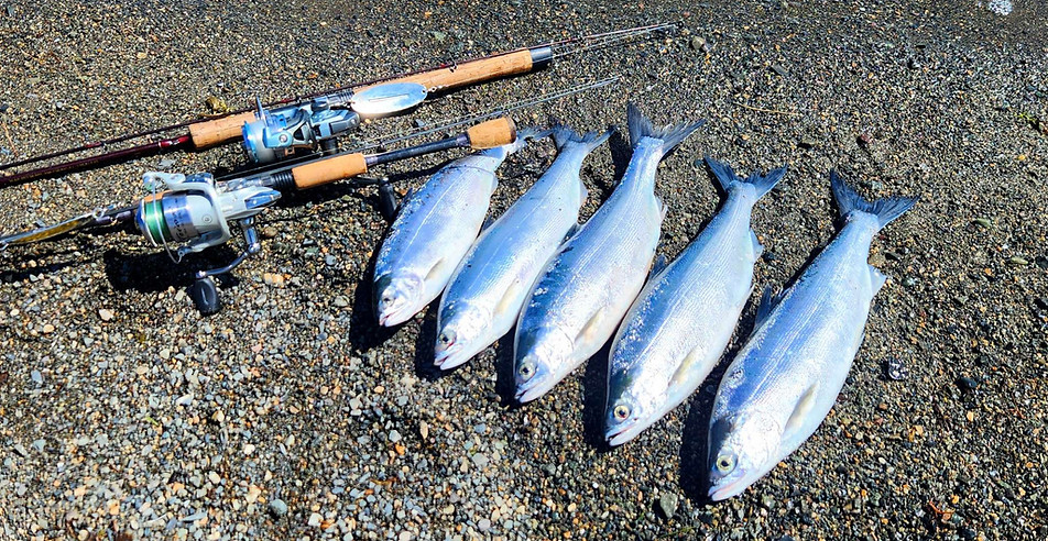kokanee limit.jpg