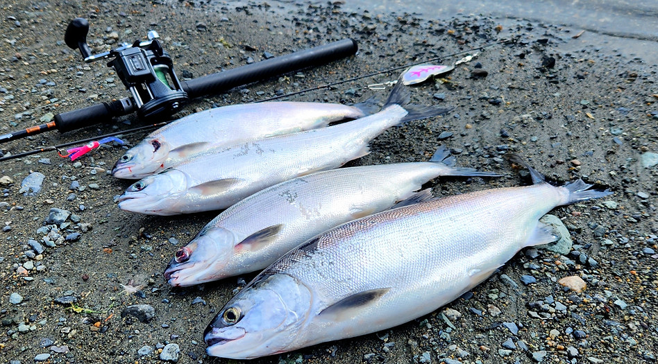 Peter Hope kokanee.jpg
