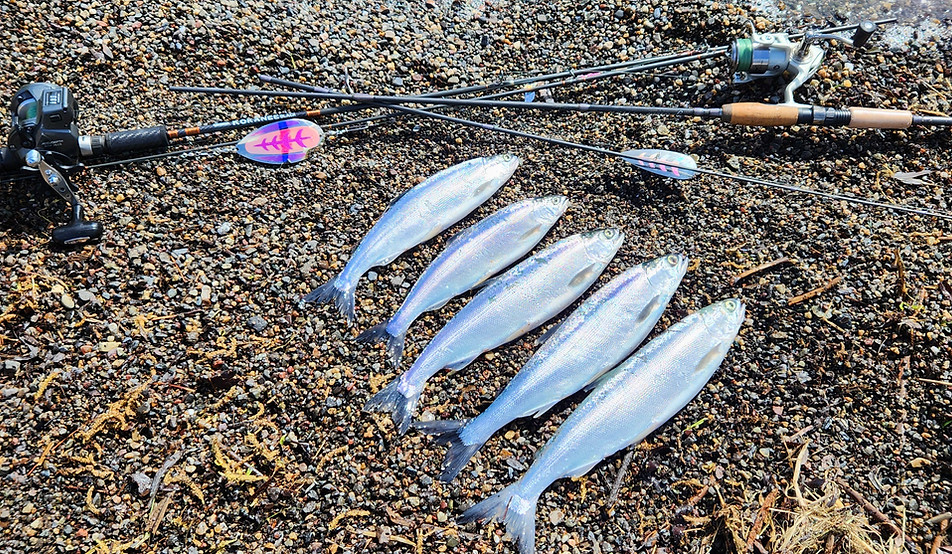 kokanee limit.jpg