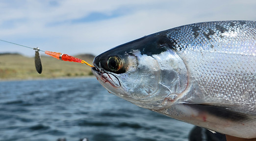 kokanee lure.jpg