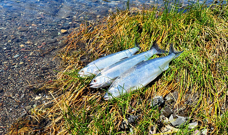 monte lake kokanee.jpg