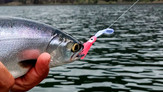 Kokanee on Chromes wiggle hoochie.jpg