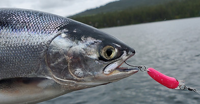 kokanee wobbler.jpg