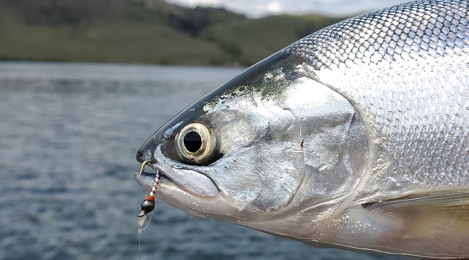 Stump Lake Kokanee fishing.jpg