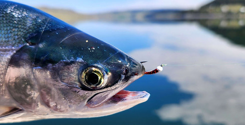kokanee on chironomids.jpg