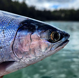 kokanee bc.jpg
