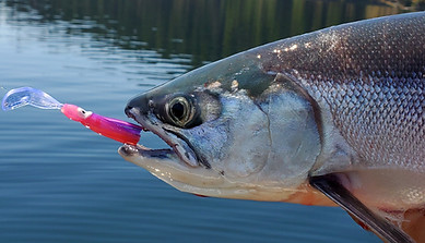Kokanee lures.jpg