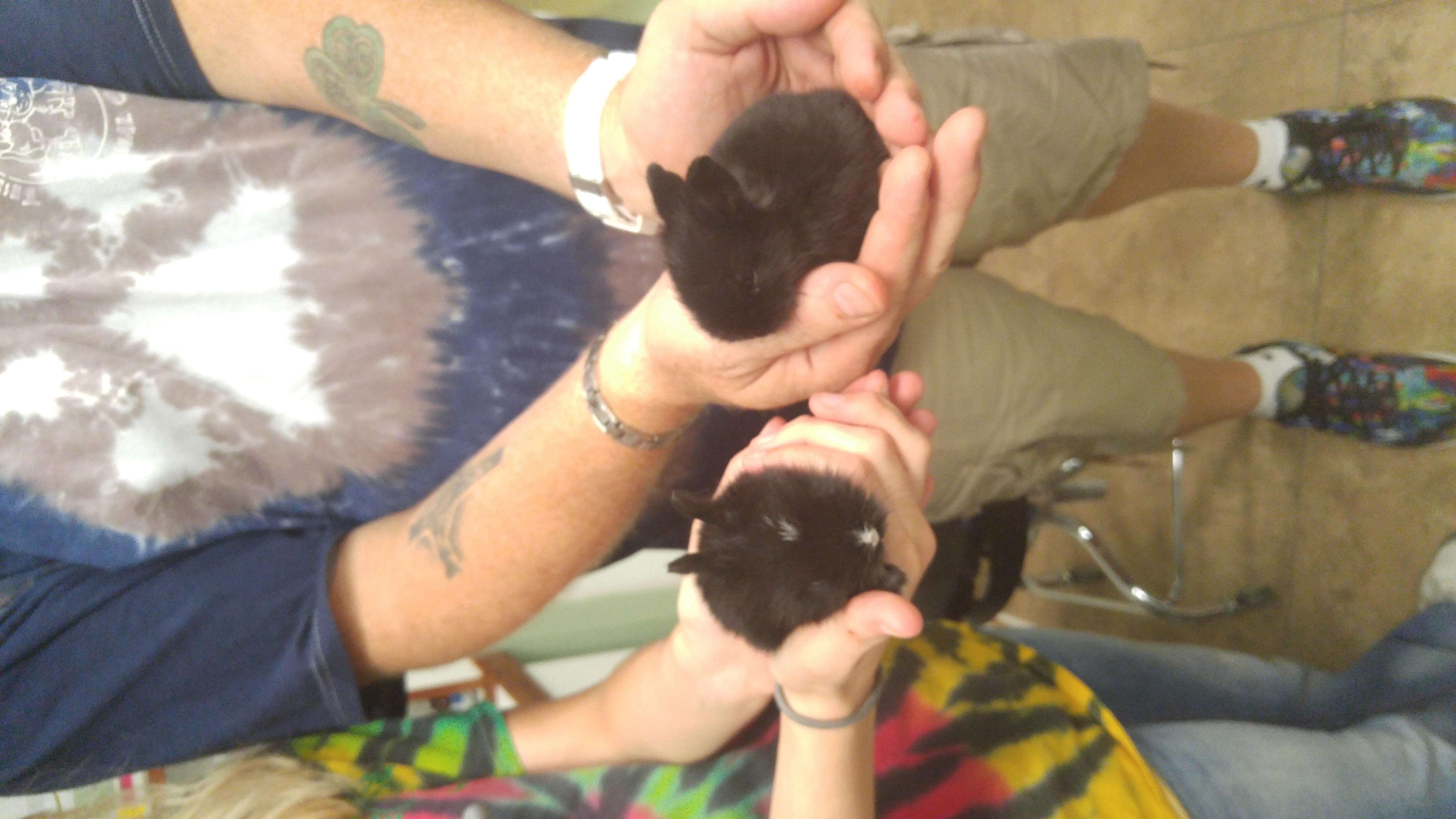 Baby Bunnies