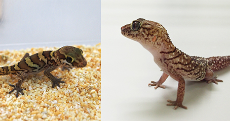 爬虫類での実験にヤモリ