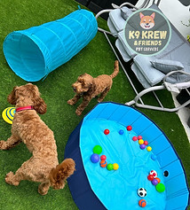 K9 Krew Cookie & Scooter Cockapoo Dogs