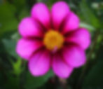 Thumbnail: Bloomquist Bubbly