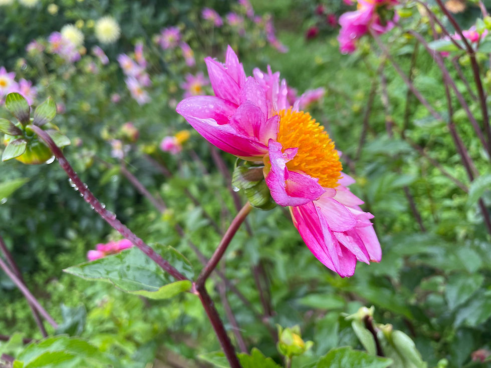 Thumbnail: Bloomquist Nimble