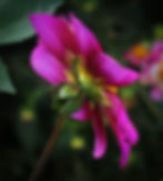 Thumbnail: Bloomquist Bubbly
