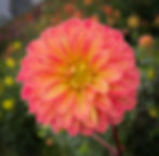 Thumbnail: Bloomquist Lighthearted