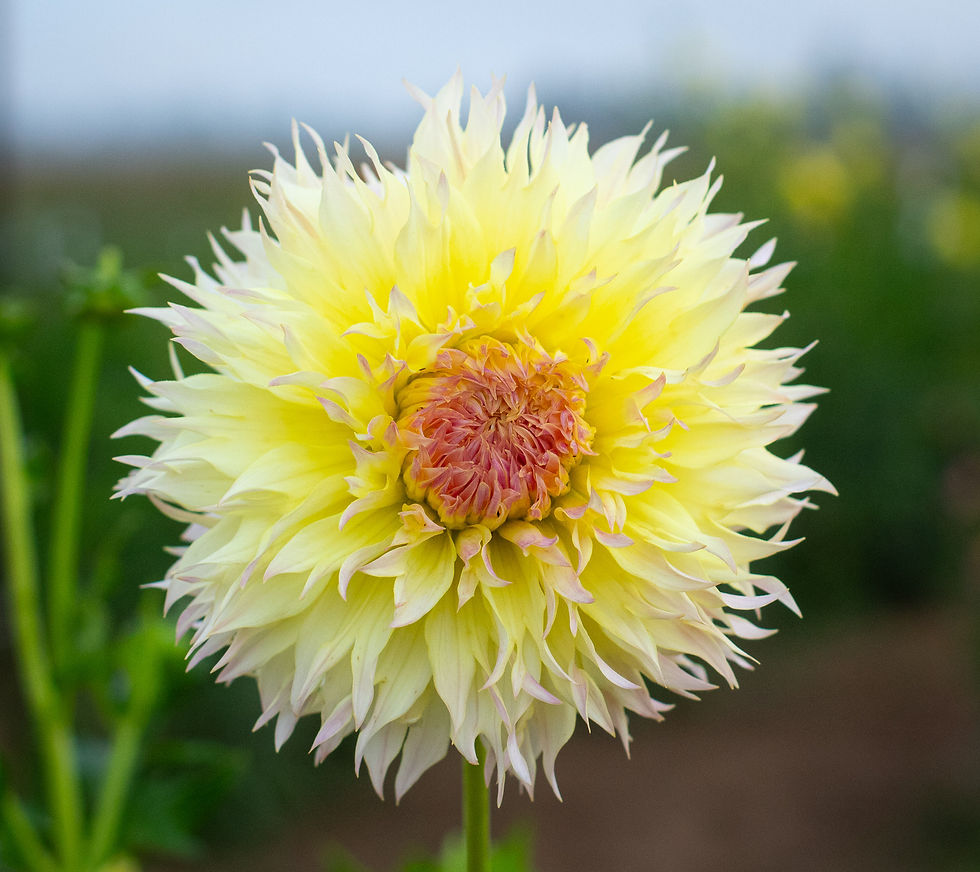 CitronDuCap NorthCascade Dahlias