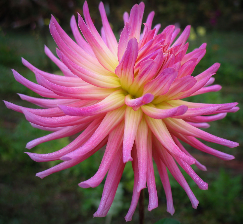 Bloomquist Bethany NorthCascade Dahlias