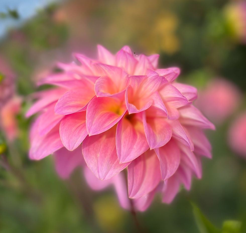 Thumbnail: Bloomquist Fredene