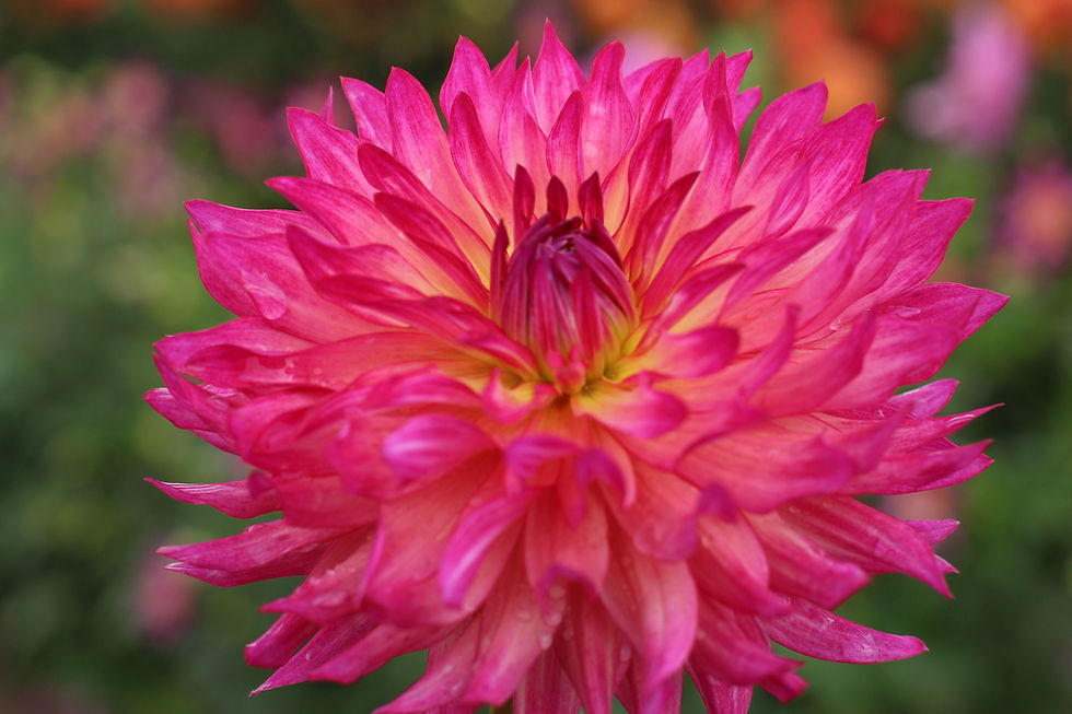 Thumbnail: Bloomquist Magical