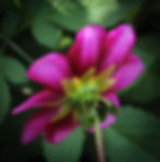 Thumbnail: Bloomquist Bubbly