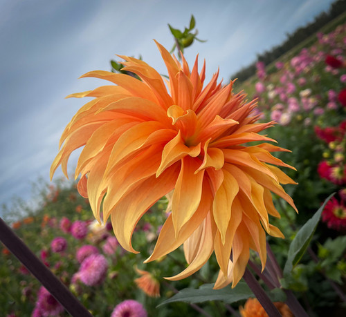 Bloomquist Hero | NorthCascade Dahlias