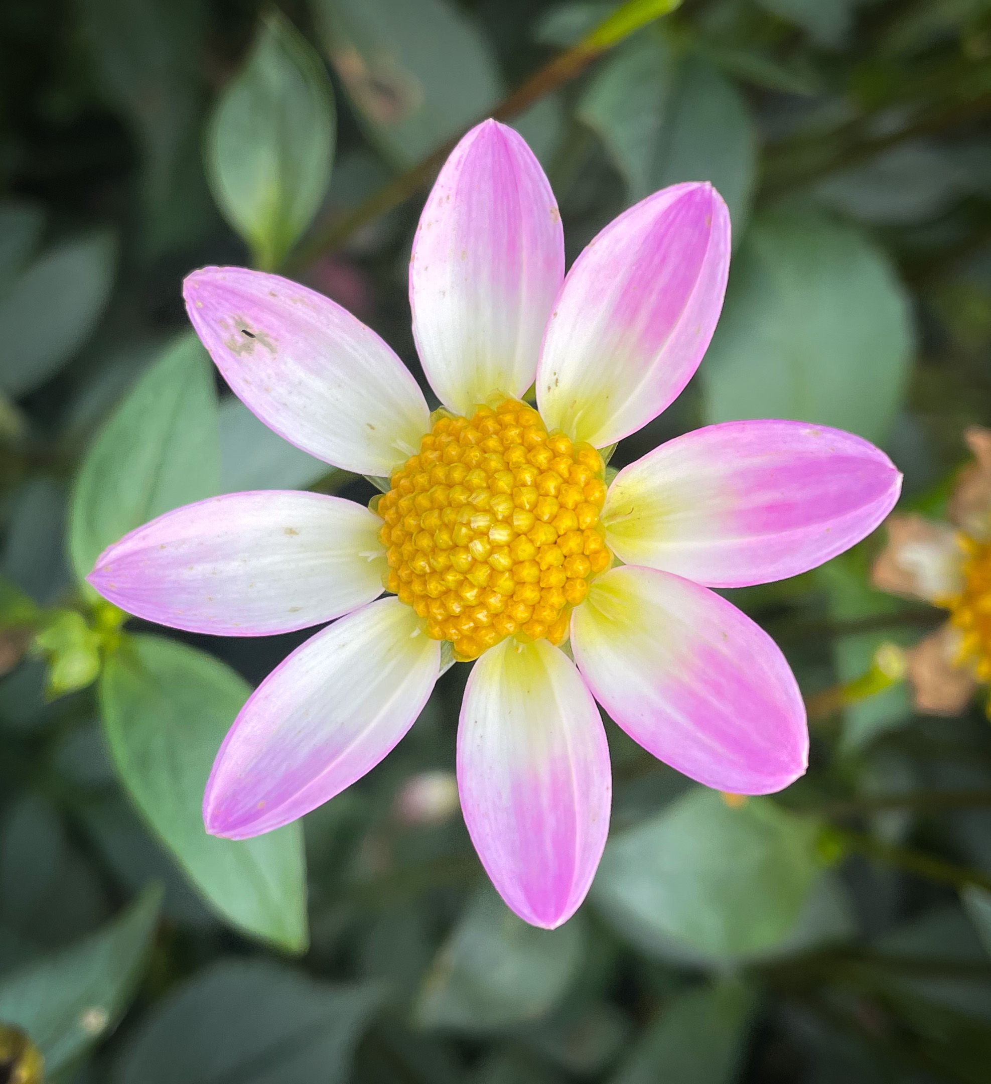 Bloomquist Goodtimes