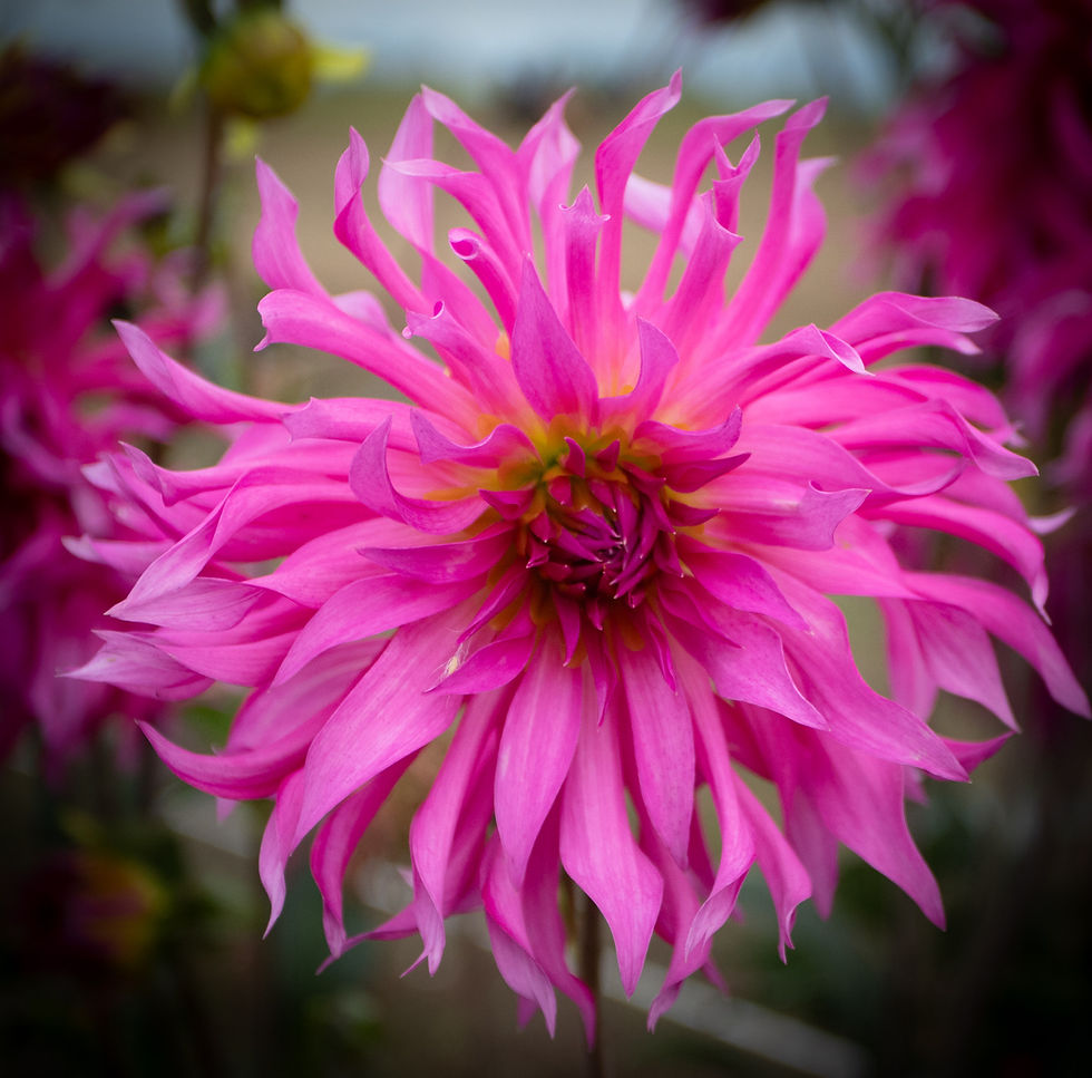 Thumbnail: Bloomquist Twisted Sister