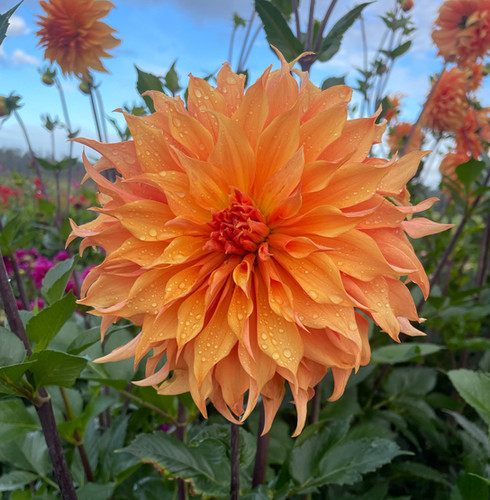 Bloomquist Snickerdoodle | NorthCascade Dahlias