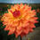 Thumbnail: Bloomquist Autumn