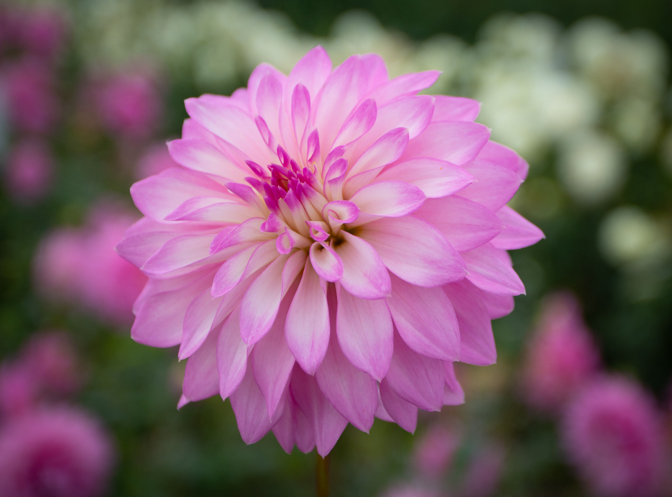 Bloomquist Fantastic