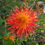Thumbnail: Bloomquist Flare