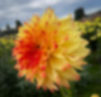 Thumbnail: Bloomquist Georgia C