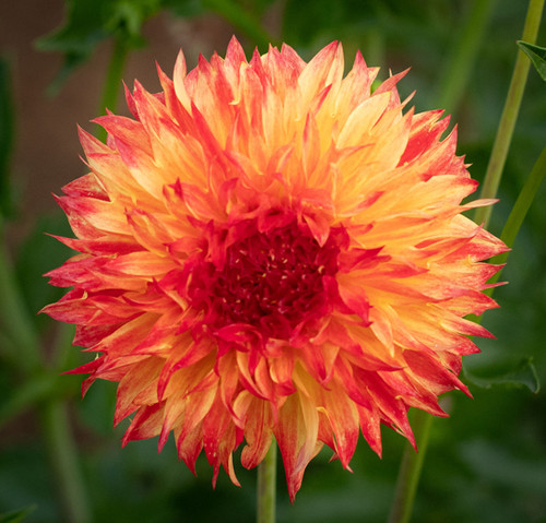 Bloomquist Georgia C | NorthCascade Dahlias